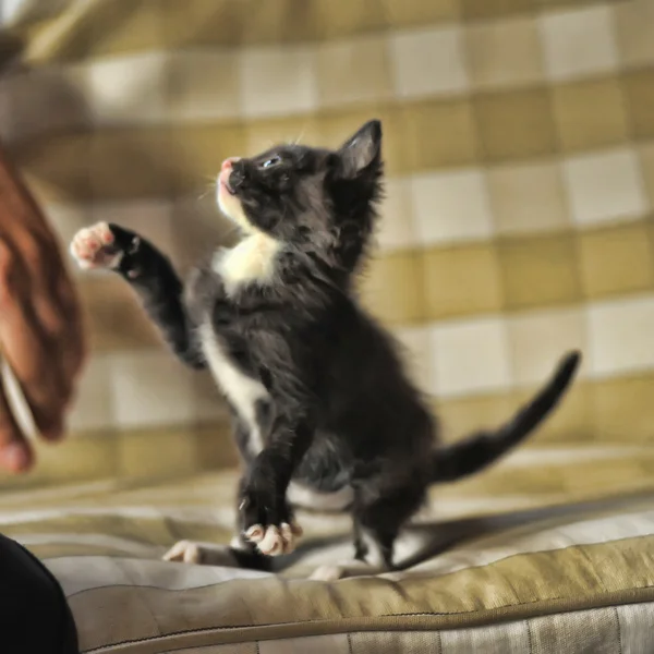 Черный и белый котенок — стоковое фото