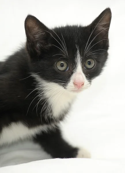 黑色和白色的小猫 — 图库照片