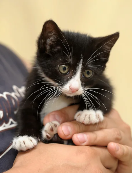 stock image Black and white kitten