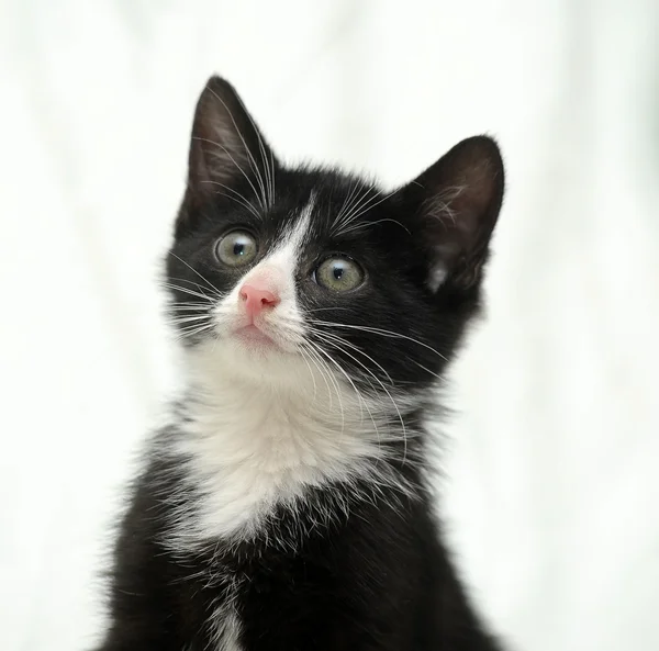 Černá a bílá kočička — Stock fotografie