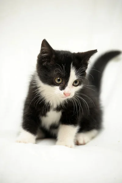 Černá a bílá kočička — Stock fotografie