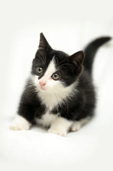 Black and white kitten — Stock Photo, Image