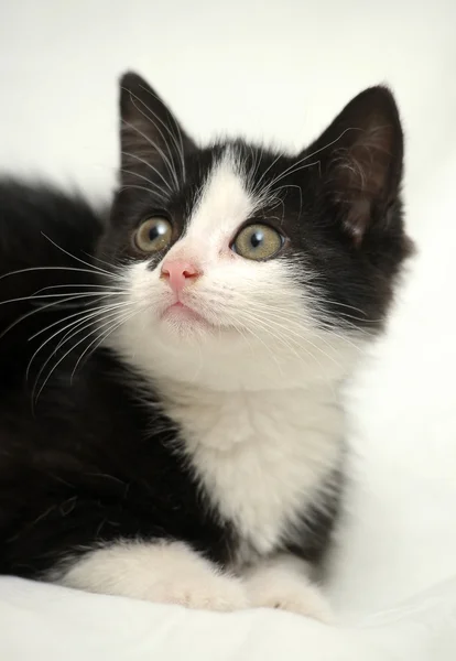 Svart och vit kattunge — Stockfoto