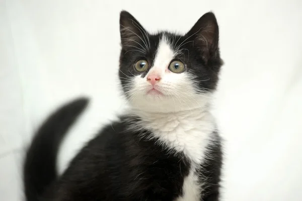 Schwarz-weißes Kätzchen — Stockfoto