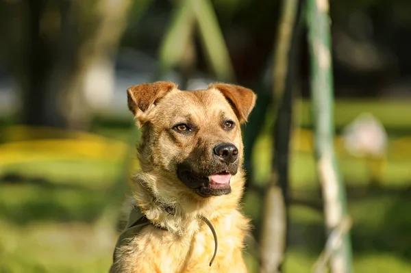Dog in the park — Stock Photo, Image