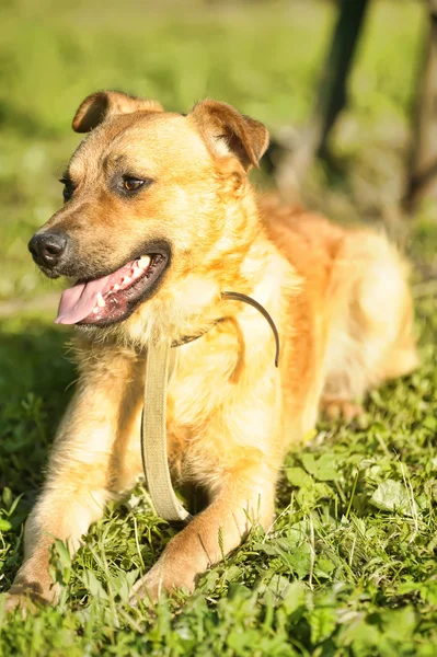 stock image Dog in the park