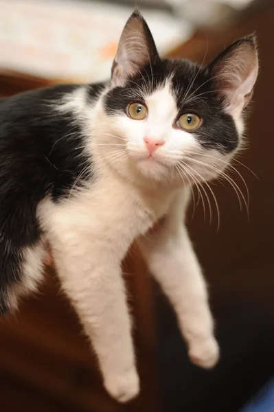Черный и белый котенок — стоковое фото