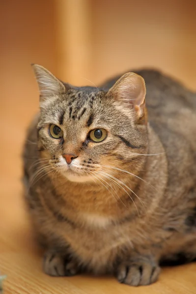 Лінива кішка — стокове фото