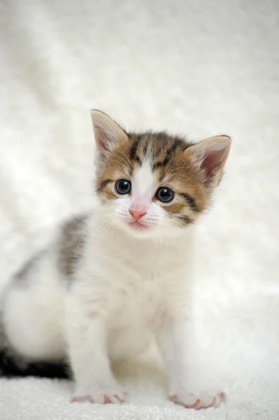 かわいい子猫 — ストック写真