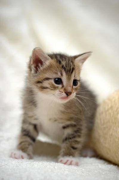 Sevimli kedicik — Stok fotoğraf