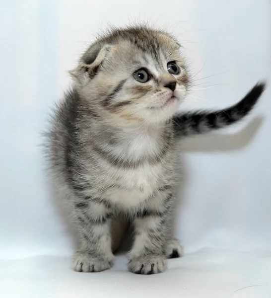 stock image Scottish fold kitten