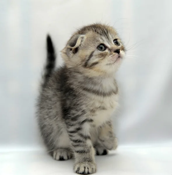 スコティッシュ・フォールド子猫 — ストック写真