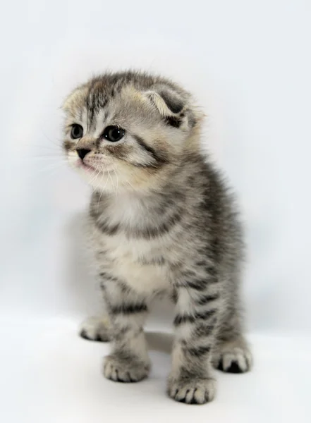 stock image Scottish fold kitten