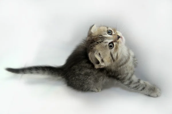 stock image Scottish fold kitten