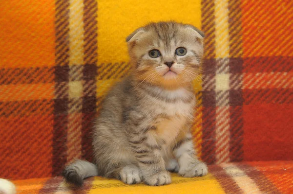 苏格兰小猫咪 — 图库照片