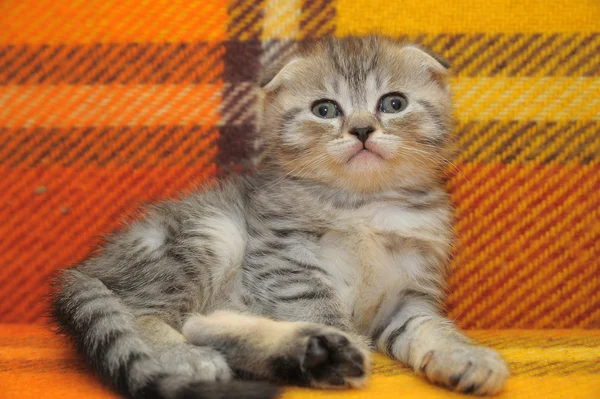 Schotse vouw kitten — Stockfoto