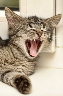 Yawning kitten clipart