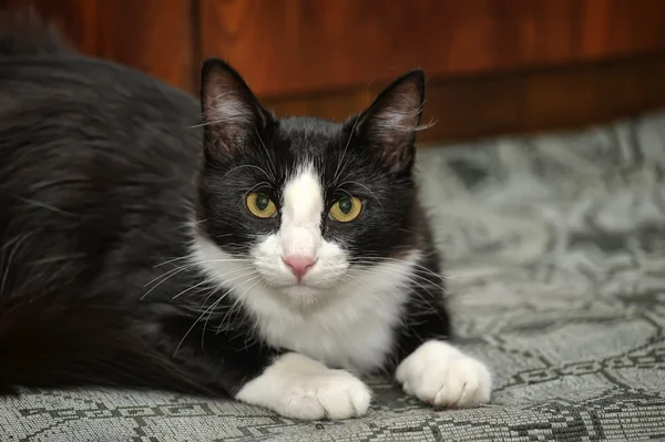 Black and white cat — Stock Photo, Image