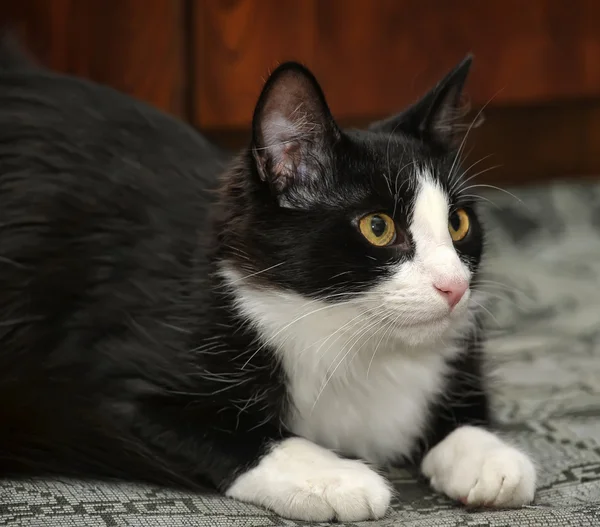 stock image Black and white cat