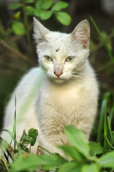 Verdwaalde witte kat — Stockfoto