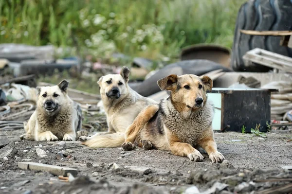 Pack of wild dogs — Stock Photo, Image