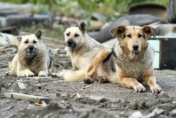 Confezione di cani selvatici — Foto Stock