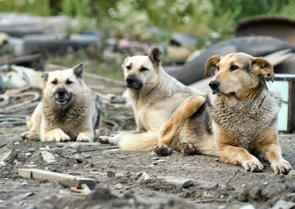Pack de perros salvajes — Foto de Stock