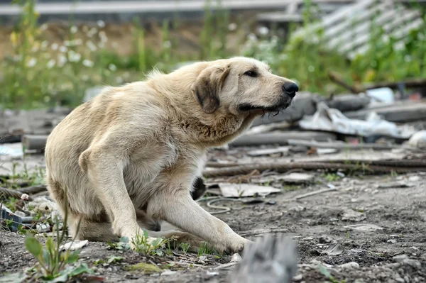Бродячая собака — стоковое фото
