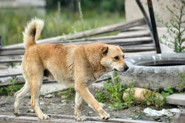 stock image Stray dog