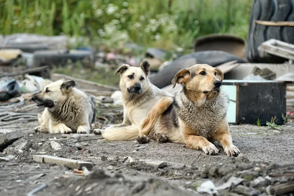 Pack de perros salvajes —  Fotos de Stock
