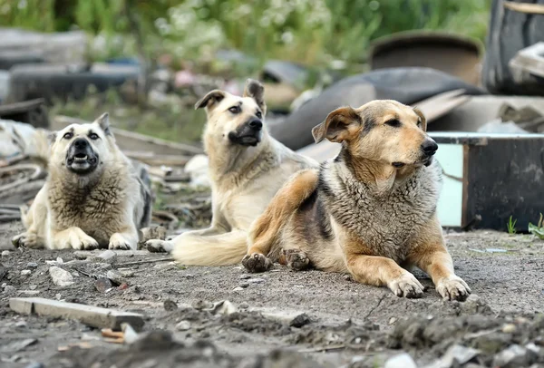 Pack de perros salvajes — Foto de Stock