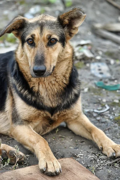 Bezpańskich psów — Zdjęcie stockowe