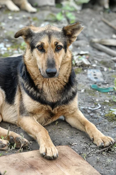 stock image Stray dog