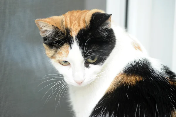 Un hermoso gato hembra, con tres colores . —  Fotos de Stock