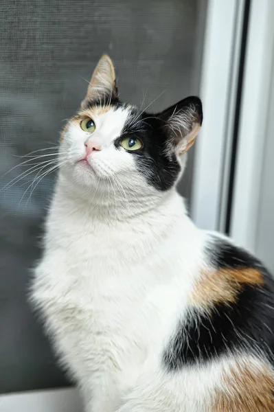 A beautifull female cat, with three colours. — Stock Photo, Image