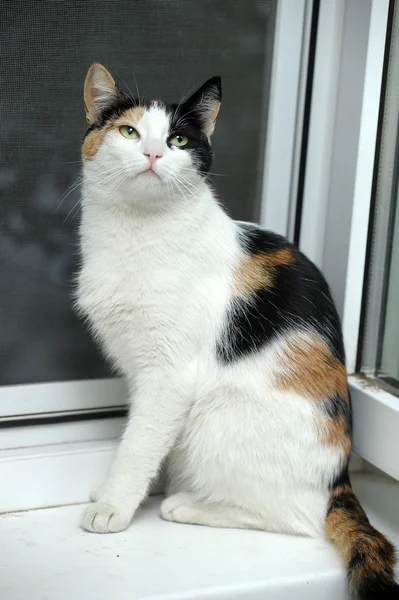 Um gato fêmea lindo, com três cores . — Fotografia de Stock