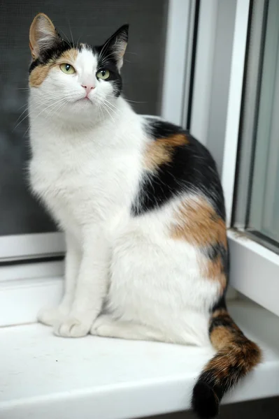 Een mooie vrouwelijke kat, met drie kleuren. — Stockfoto