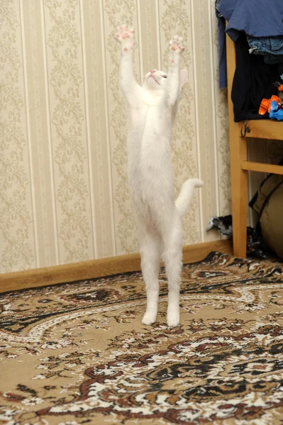 Білий кошеня стрибки гра — стокове фото