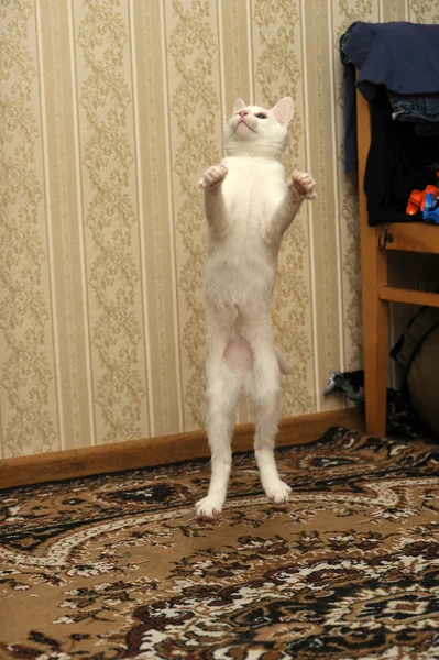 Gatinho branco pulando jogando — Fotografia de Stock
