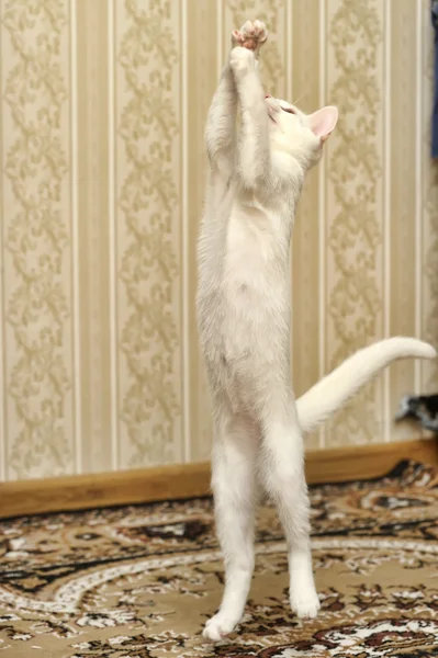 Gatito blanco saltar jugando — Foto de Stock