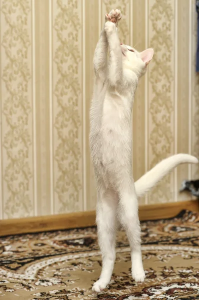 stock image White kitten jumping playing