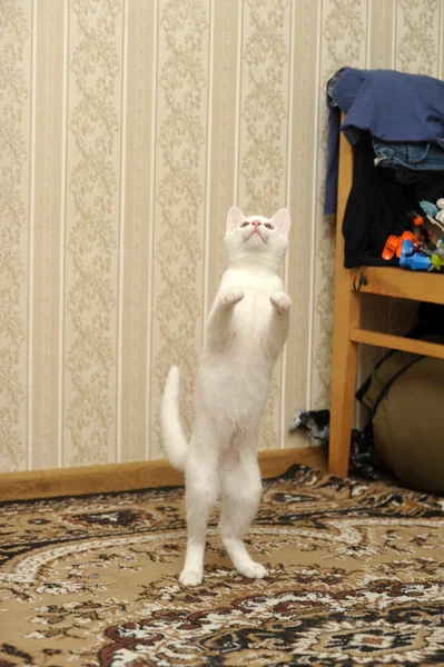 White kitten jumping playing — Stock Photo, Image