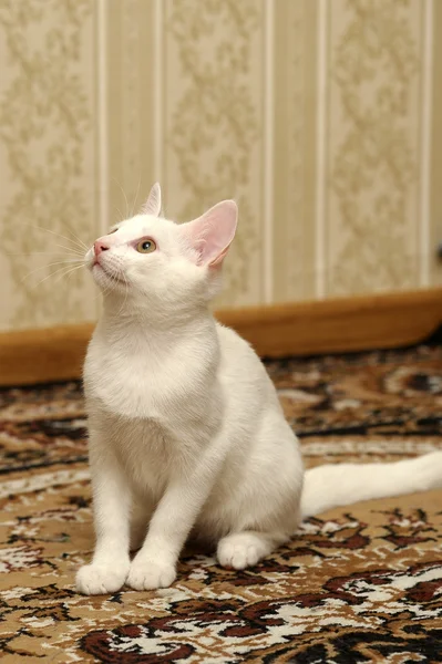 Gatinho branco engraçado — Fotografia de Stock