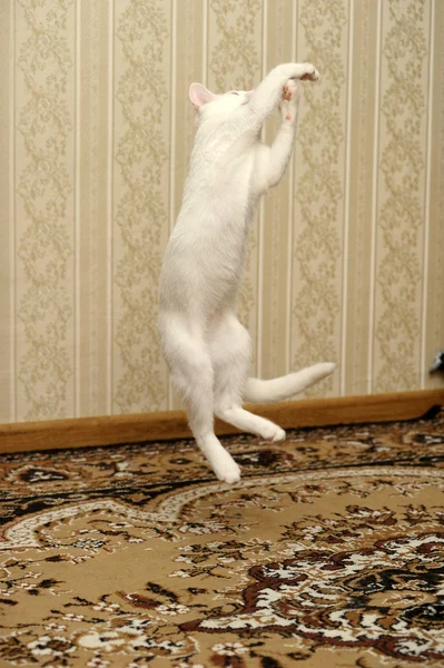 Άσπρο γατάκι άλμα παιχνίδι — Φωτογραφία Αρχείου