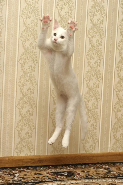 白色小猫跳玩 — 图库照片