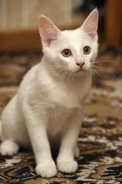 おかしい白い子猫 — ストック写真