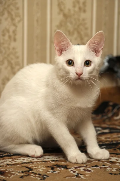 Grappige witte kitten — Stockfoto