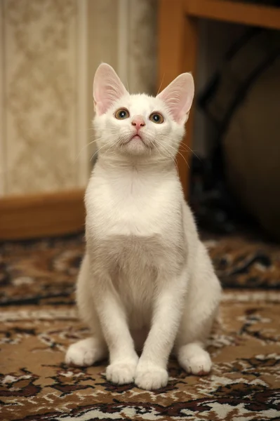 Lustige weiße Kätzchen — Stockfoto