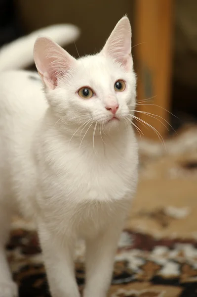 Morsom, hvit kattunge – stockfoto