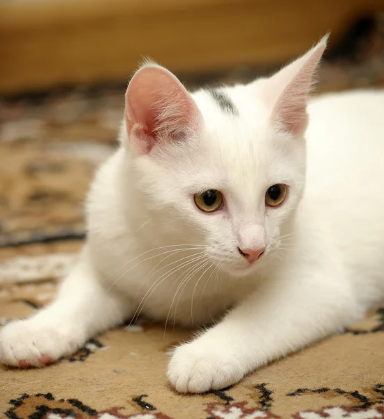 Legrační bílé kotě — Stock fotografie